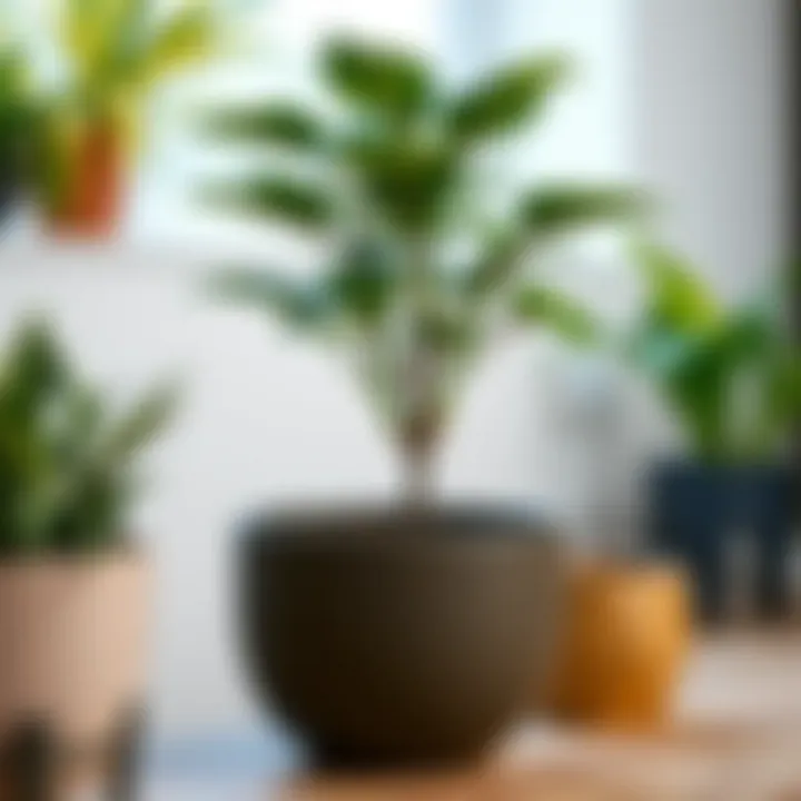 Care techniques for healthy plant growth in 25 lt pots