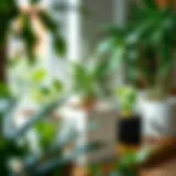 Vibrant indoor plants thriving in 25 lt pots