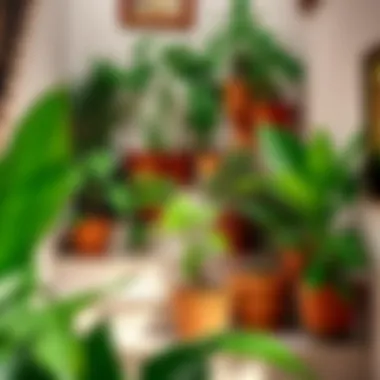 Artistic Plant Display in Staircase Area Artful display of plants in stair area