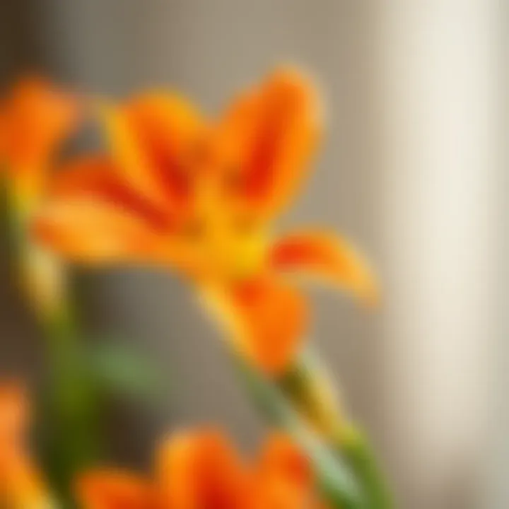 Close-up view of a unique orange flower highlighting its intricate details