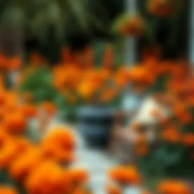 A garden filled with various types of orange flowers creating a stunning visual impact