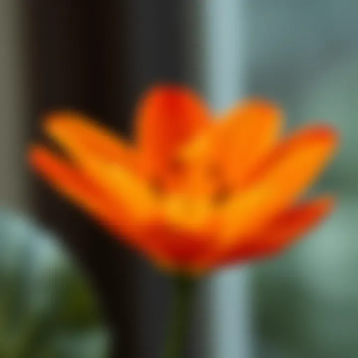 Vibrant orange flower in full bloom showcasing its delicate petals